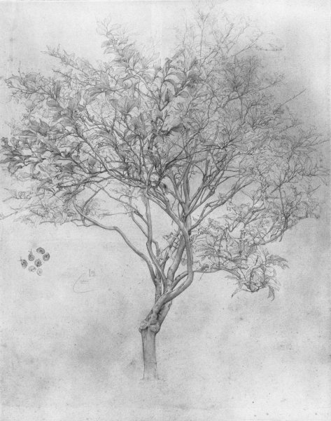 Study Of A Lemon Tree